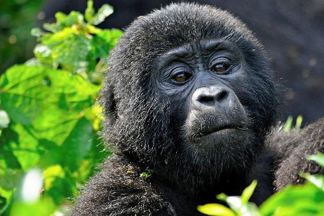 Gorilla Trekking-Best Wildlife